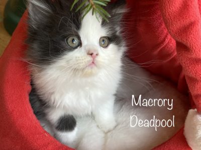 MacroryDeadpool7w