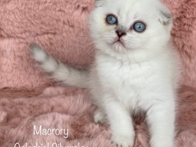 MacroryGaladrielSilversky9w