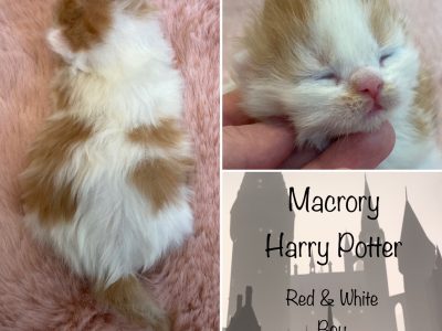 MacroryHarryPotter1w