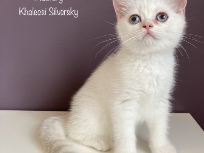 MacroryKhaleesiSilversky11w1