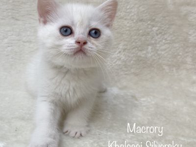 MacroryKhaleesiSilversky8w1