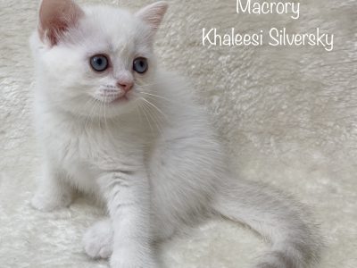 MacroryKhaleesiSilversky8w2