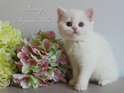 MacroryMagnoliaAlba6wSCSodd-eye