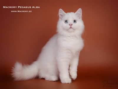 MacroryPegasusAlba4m10