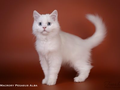 MacroryPegasusAlba4m5