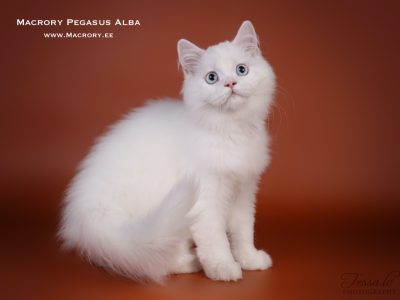MacroryPegasusAlba4m9
