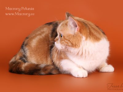 MacroryPetunia2