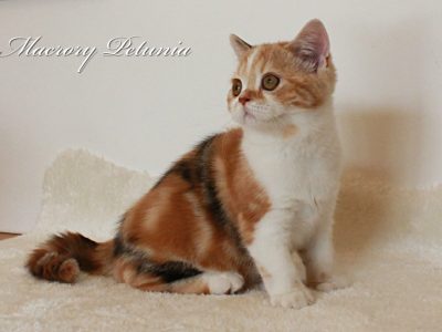 MacroryPetunia14w(3)