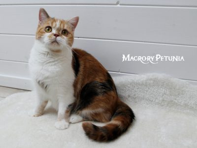 MacroryPetunia15m