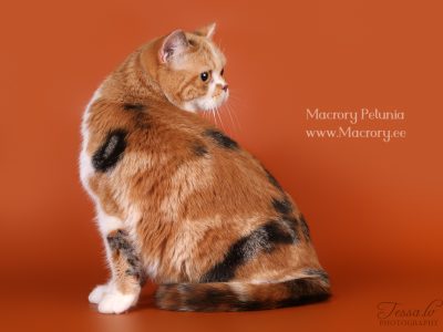 MacroryPetunia3