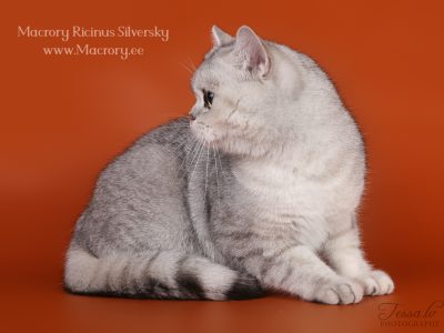 MacroryRicinusSilversky2-2