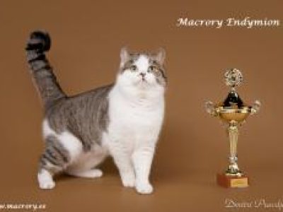 Image for Macrory Endymion