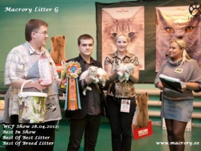 Macrory_G-Litter_BOB_Litter_BOB_Scottish_Straight_Litter_1_520x371