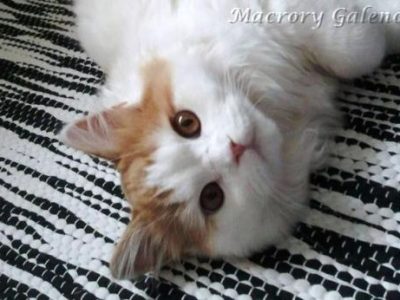 Macrory_Galenos_6_months_520x346