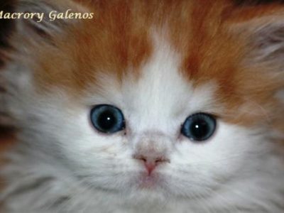Image for Macrory Galenos