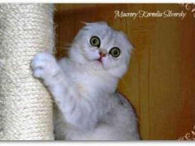 Macrory_Kornelia_Silversky_8_months_Scottish_Fold_1_260x177