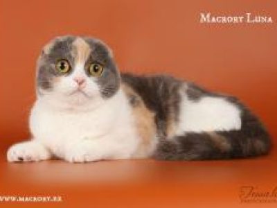 Image for Macrory Luna