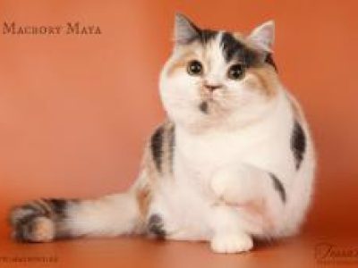 Macrory_Maya_Scottish_Straight_9_months_2_260x174