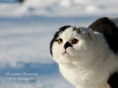 Macrory_Rhodon_25_years_Scottish_Fold_1.1_520x347