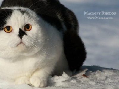 Macrory_Rhodon_25_years_Scottish_Fold_520x347