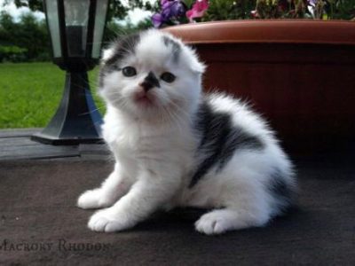 Macrory_Rhodon_4_weeks_Scottish_Fold_1_520x346