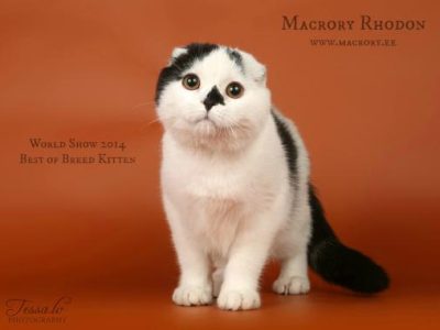 Macrory_Rhodon_5_months_2_520x381