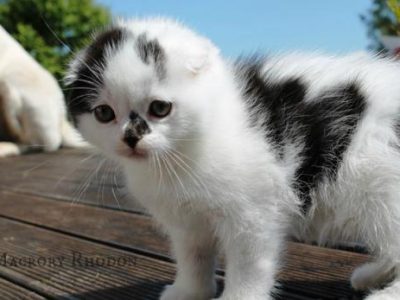 Macrory_Rhodon_6_weeks_Scottish_Fold_1_520x347