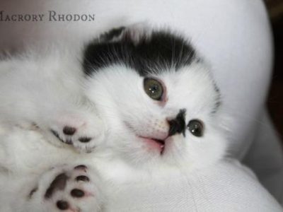 Macrory_Rhodon_6_weeks_Scottish_Fold_2_520x347
