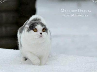 Image for Macrory Urania