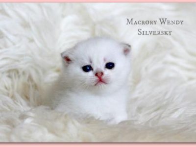 Macrory_Wendy_Silversky_3_weeks_520x353