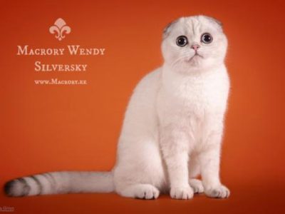 Image for Macrory Wendy Silversky