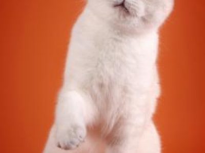 Macrory_Wendy_Silversky_Scottish_Fold_7_months_2_260x390