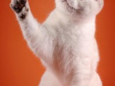 Macrory_Wendy_Silversky_Scottish_Fold_7_months_4_260x390