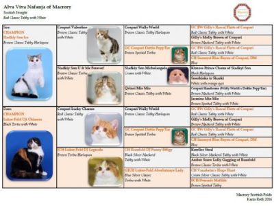 Pedigree_Alva_Viva_Nafanja_of_Macrory_520x369