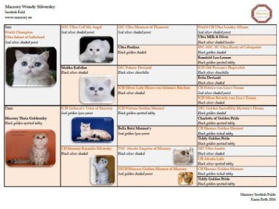 Pedigree_Macrory_Wendy_Silversky_Scottish_Fold_520x377