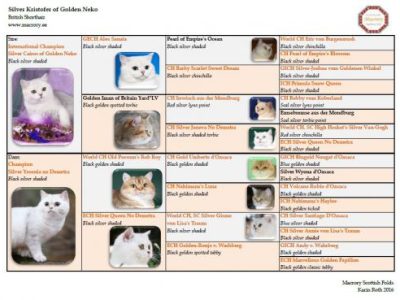 Pedigree_Silver_Kristofer_of_Golden_Neko_520x369