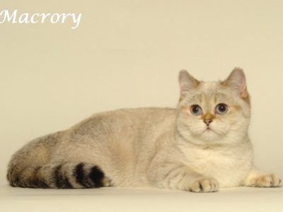 Princess_Golden_Mormot_of_Macrory_9_months_21_w_260x174