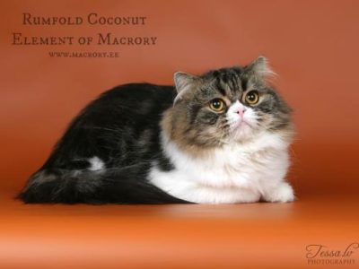 Image for Rumfold Coconut Element of Macrory