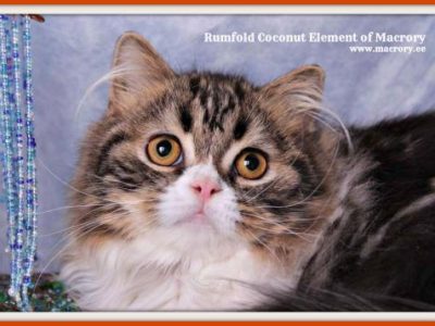 Rumfold_Coconut_Element_of_Macrory_6_months_2_520x357