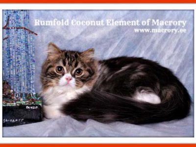 Image for Rumfold Coconut Element of Macrory