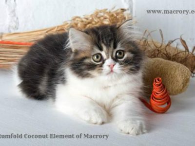 Image for Rumfold Coconut Element of Macrory