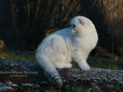 Scottish_Fold_Macrory_Wendy_Silversky_5_months_profile_520x347