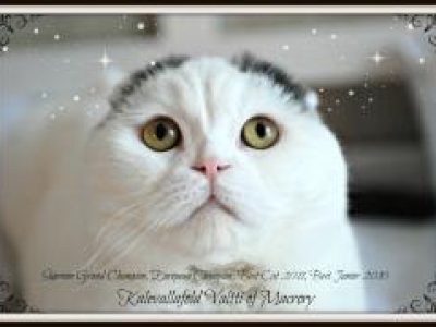 Scottish_Fold_Valtti_3_years_260x179