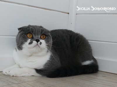 Image for Sicilia Sofforiono