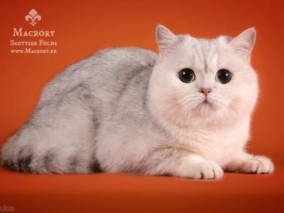 Image for Silver Kristofer of Golden Neko
