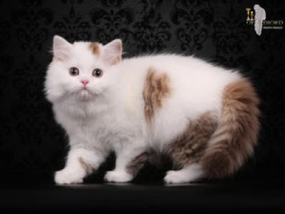 UliannaofDiord